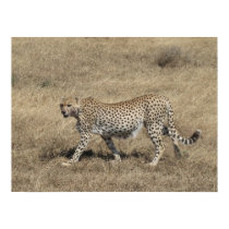 Cheetah 20x15" posters by asuniffer Cheetah 20x15" posters