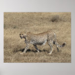 Cheetah 20x15" print