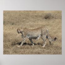Cheetah 20x15" print