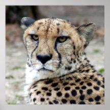Cheetah-8934e11x11B Posters
