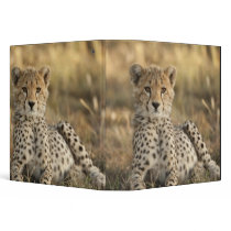 Cheetah, Acinonyx jubatus, cub laying downin Binders
