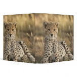 Cheetah, Acinonyx jubatus, cub laying downin Binders