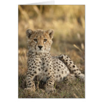 Cheetah, Acinonyx jubatus, cub laying downin Greeting Card