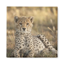 Cheetah, Acinonyx jubatus, cub laying downin Magnet