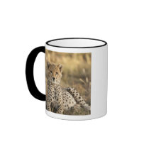Cheetah, Acinonyx jubatus, cub laying downin Mugs
