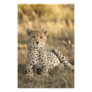 Cheetah, Acinonyx jubatus, cub laying downin