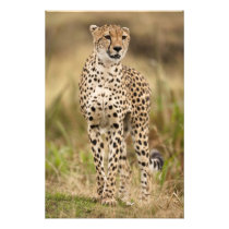 Cheetah, Acinonyx jubatus, in the Masai Mara