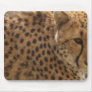 Cheetah (Acinonyx jubatus) Mousepads