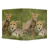 Cheetah, Acinonyx jubatus, with cub in the Binders