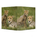 Cheetah, Acinonyx jubatus, with cub in the Binders
