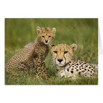 Cheetah, Acinonyx jubatus, with cub in the Greeting Cards