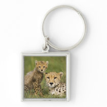 Cheetah, Acinonyx jubatus, with cub in the Key Chain