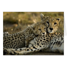 Cheetah, Acinonyx jubatus, with cub in the Masai 2 Greeting Card