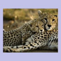 Cheetah, Acinonyx jubatus, with cub in the Masai 2 posters