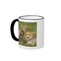 Cheetah, Acinonyx jubatus, with cub in the Coffee Mug