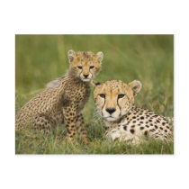Cheetah, Acinonyx jubatus, with cub in the Postcard