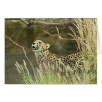 CHEETAH AND BUTTERFLY cards