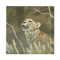 CHEETAH AND BUTTERFLY magnets