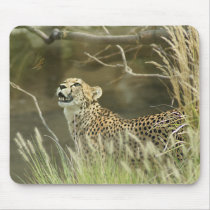 CHEETAH AND BUTTERFLY mousepads