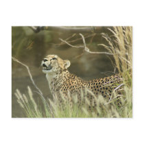 CHEETAH AND BUTTERFLY postcards