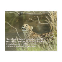 CHEETAH AND BUTTERFLY postcards