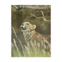 CHEETAH AND BUTTERFLY postcards