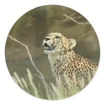 CHEETAH AND BUTTERFLY stickers