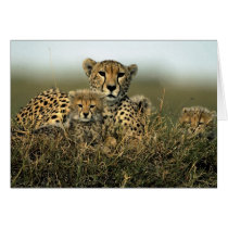 Cheetah and Cub cards by alternateworlds Cheetah and Cub cards