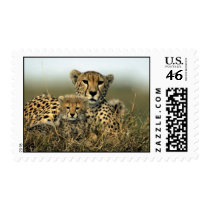 Cheetah and Cub Stamps