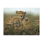 Cheetah and Cub Postcards
