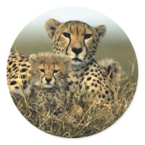 Cheetah and Cub Stickers