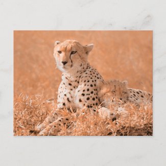 Cheetah and cub wildlife art postcard