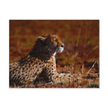 Cheetah and God Postcard