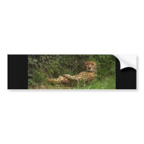 Cheetah At Rest Portrait Bumper Sticker
