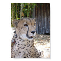 Cheetah at San Diego Wild Life Park - 2005 posters by randellhynes Cheetah at San Diego Wild Life Park - 2005 posters