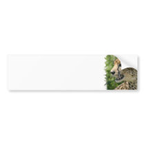 Cheetah Attack Bumper Sticker