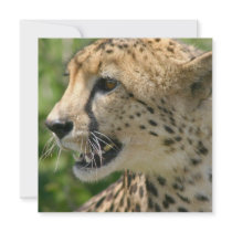 Cheetah Attack Invitation