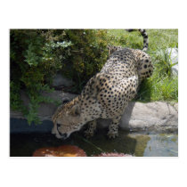 cheetah-b-1 postcards