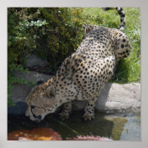 cheetah-b-1 posters