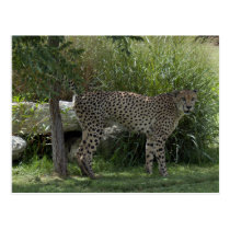 cheetah-b-6 postcards
