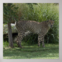 cheetah-b-6 poster