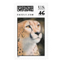 Cheetah, book of 39 cent stamps by goewyn Cheetah, book of 39 cent stamps