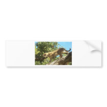 Cheetah bumper stickers by crystalreddell Cheetah bumper stickers