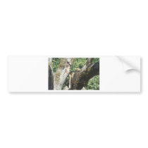Cheetah bumper stickers by crystalreddell Cheetah bumper stickers