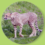 Cheetah Button