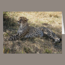 Cheetah cards