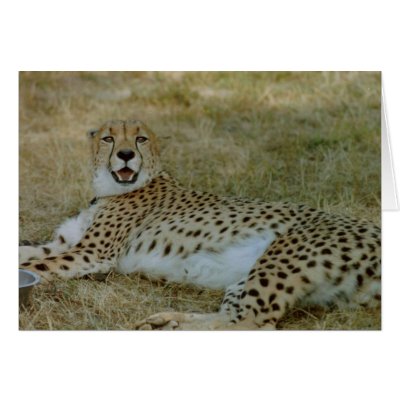Cheetah Card by quetzal323