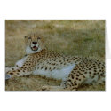 Cheetah Card by quetzal323 Cheetah Card