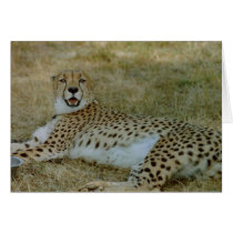 Cheetah Card by quetzal323 Cheetah Card