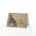 Cheetah cards
